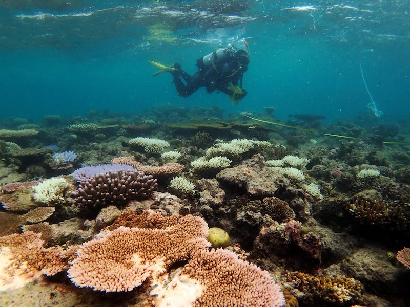 Diving and ROV Services A2